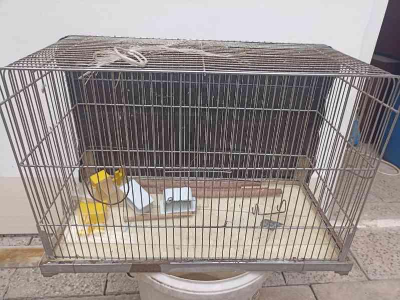 Kačena karolinka, kakarik červenočelý,korela barev - foto 4