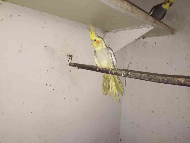 Kačena karolinka, kakarik červenočelý,korela barev - foto 3