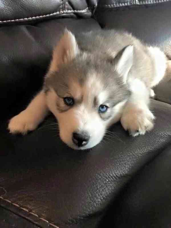 Zdarma dárek štěňata sibiřského huskyho k adopci   - foto 2