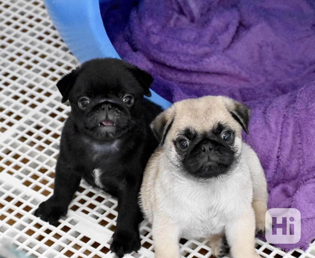 Prodávám mopslíky - foto 1