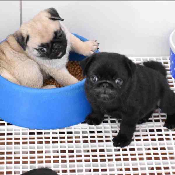 Prodávám mopslíky - foto 3