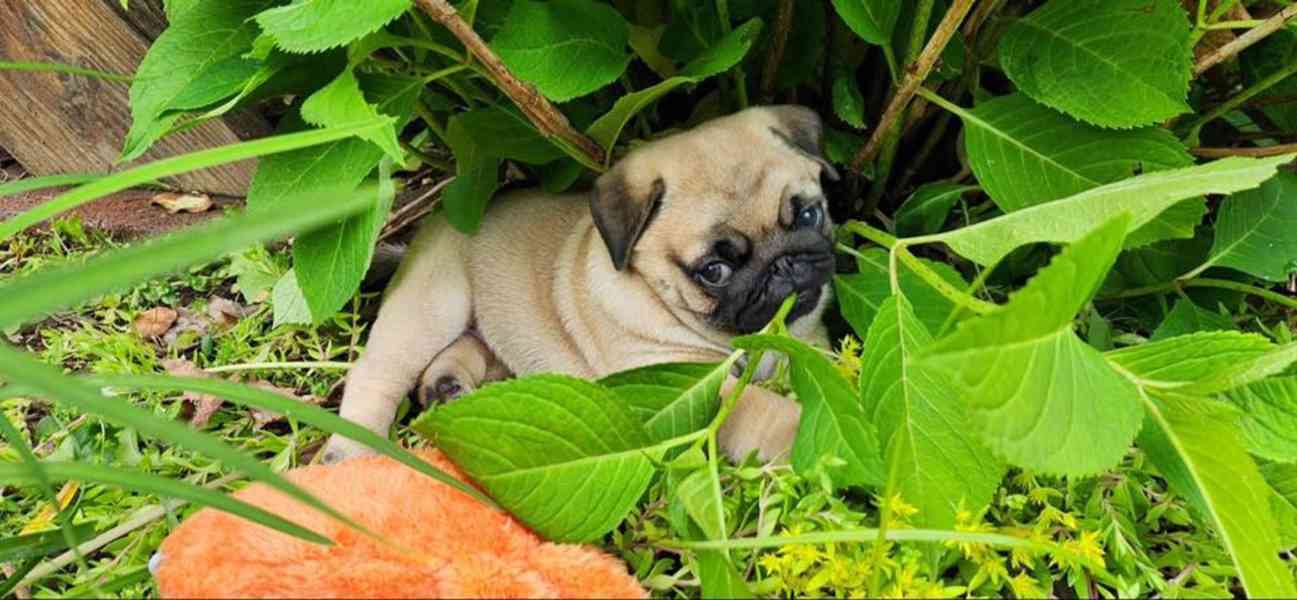 Prodávám mopslíky - foto 4