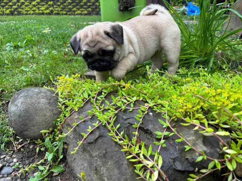 Prodávám mopslíky - foto 2