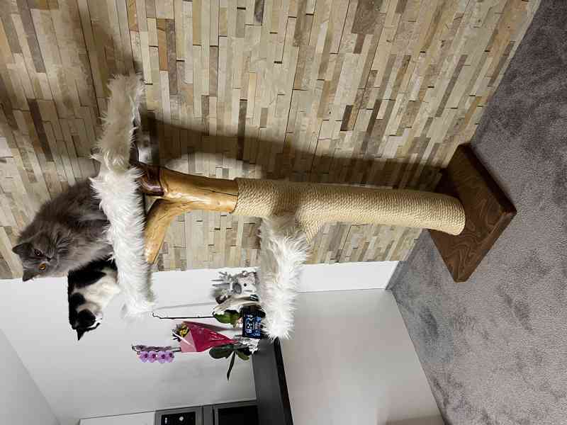 Kočičí stromy - foto 2