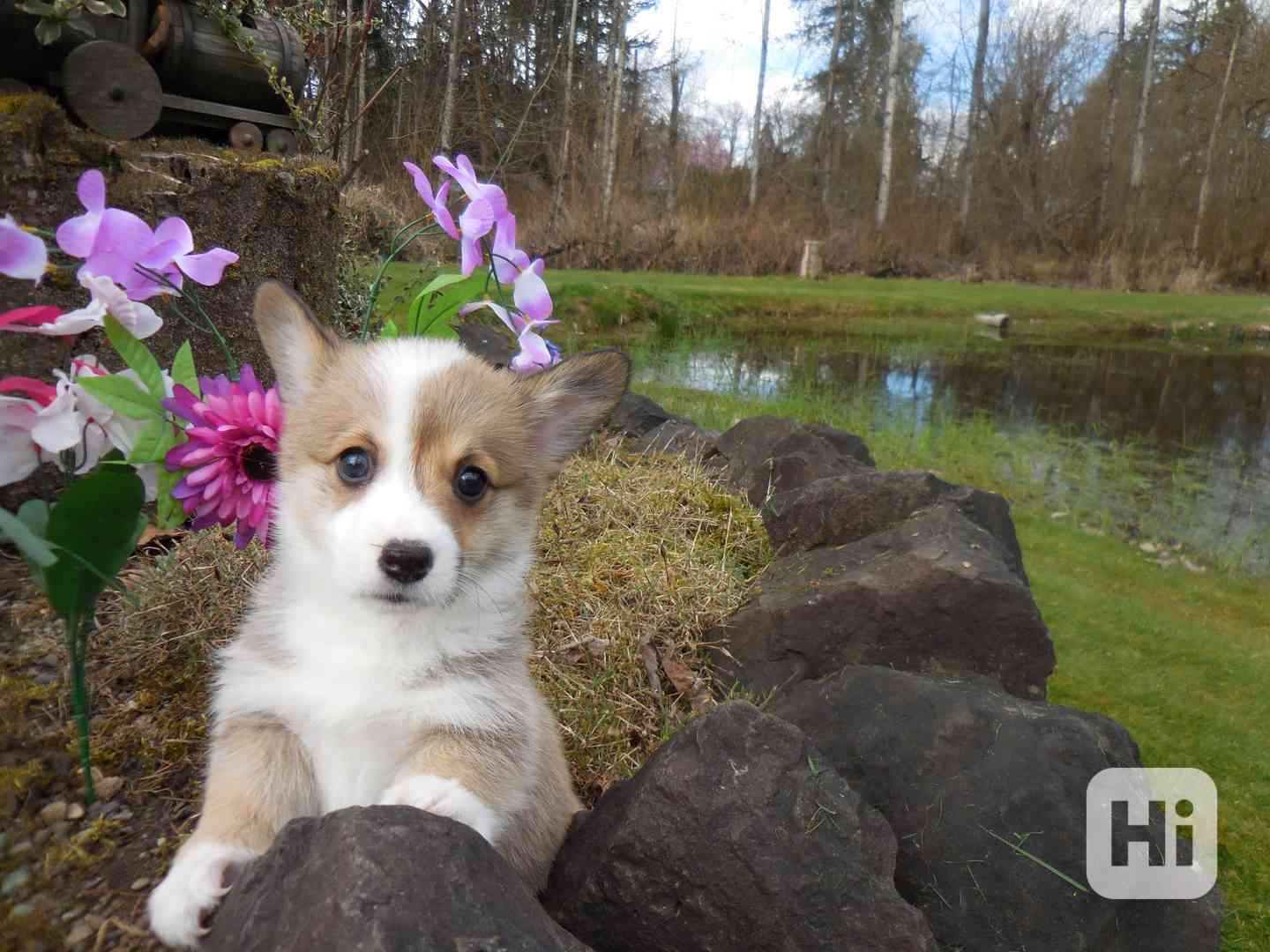 Pembroke Welsh Corgi Puppies AVAILABLE - foto 1