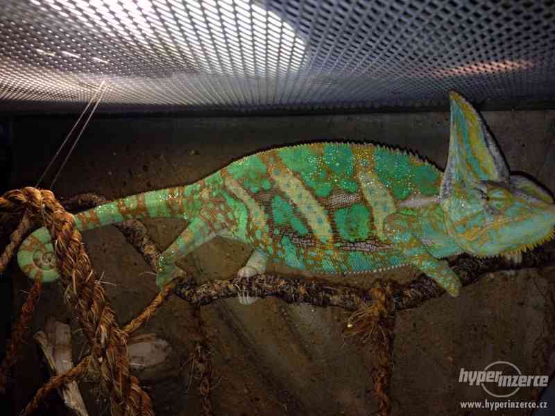 Chameleon jemenský - foto 2