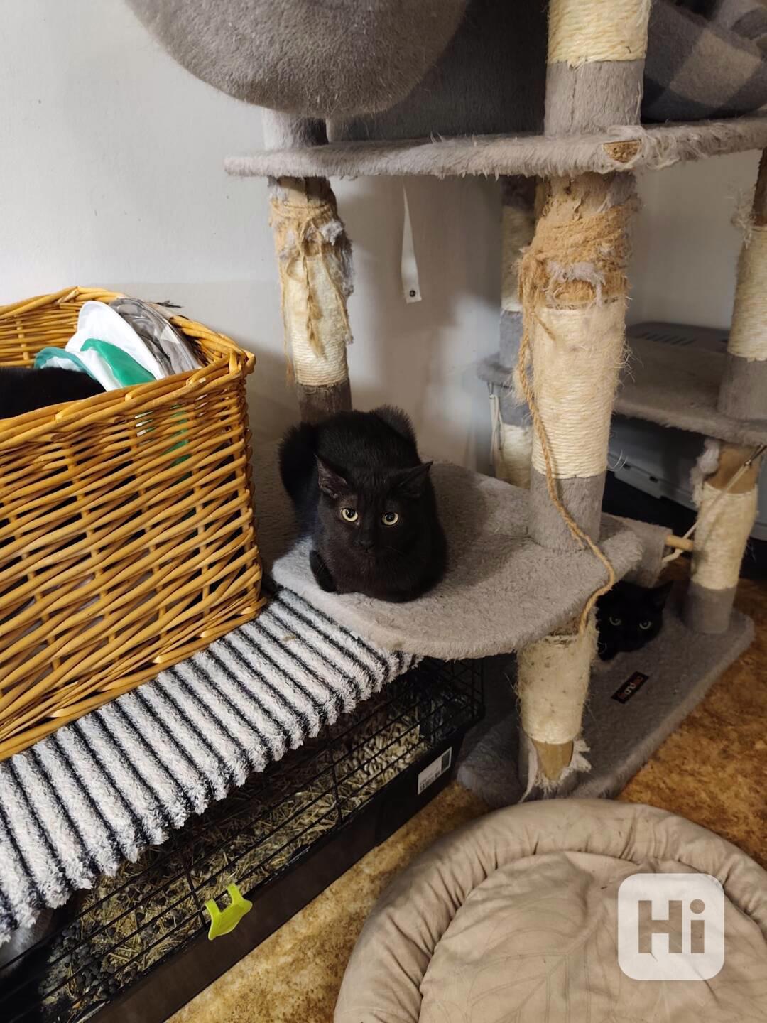 Zatím velmi bázlivá ale hodná  4měsíční černá Dianka - foto 1