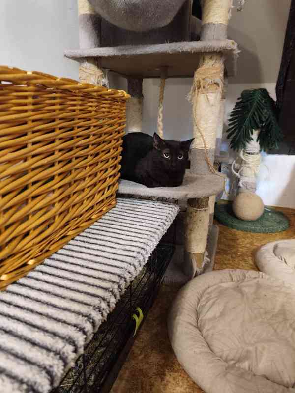 Zatím velmi bázlivá ale hodná  4měsíční černá Dianka - foto 2