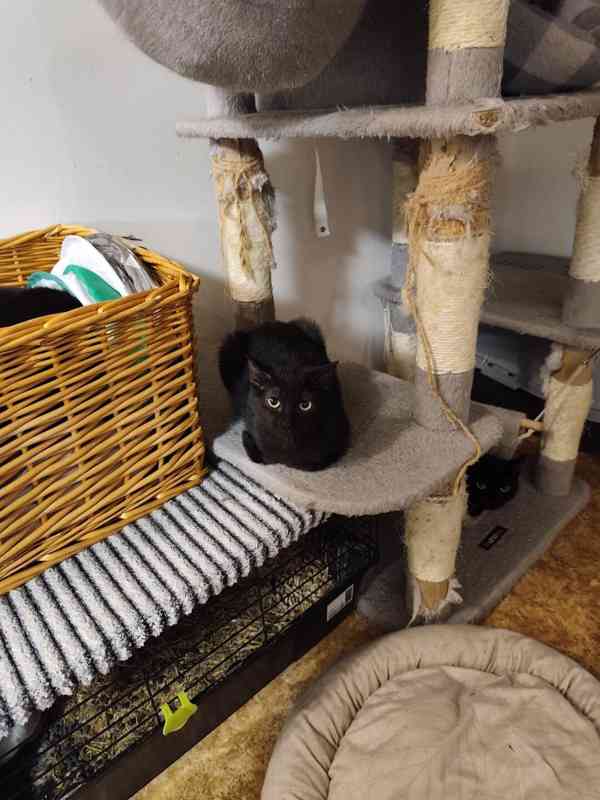 Zatím velmi bázlivá ale hodná  4měsíční černá Dianka - foto 1