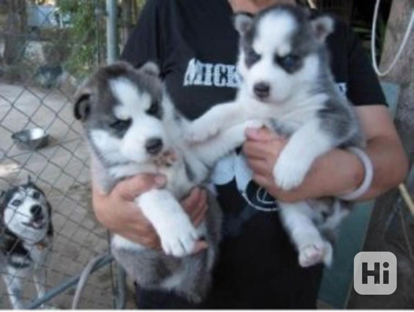Štěně sibiřský husky s pp - foto 1
