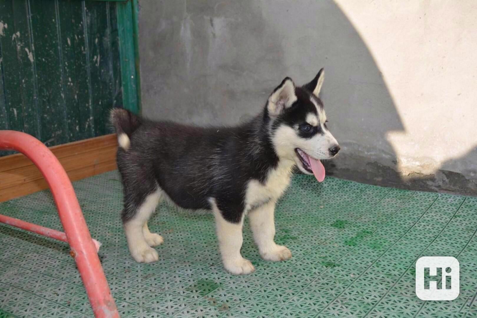 Krásná štěňata sibiřského huskyho k adopci - foto 1