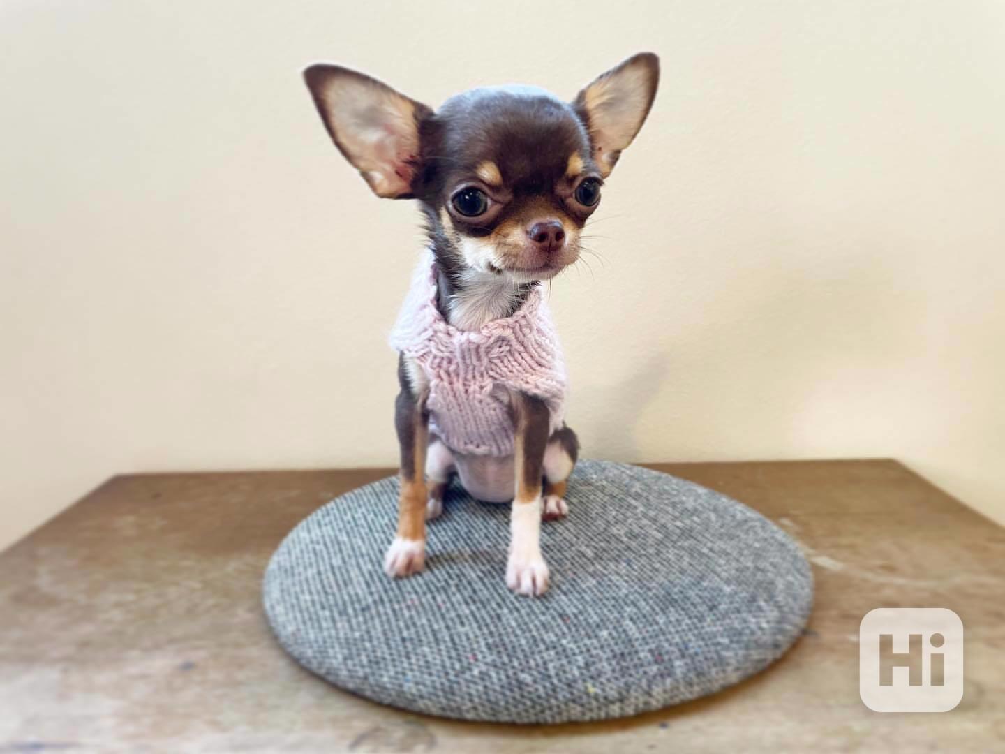 🐾 Roztomilá 15týdenní fenka čivavy - foto 1