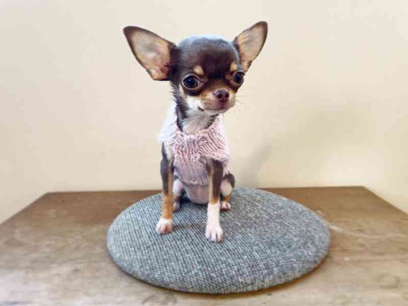 🐾 Roztomilá 15týdenní fenka čivavy