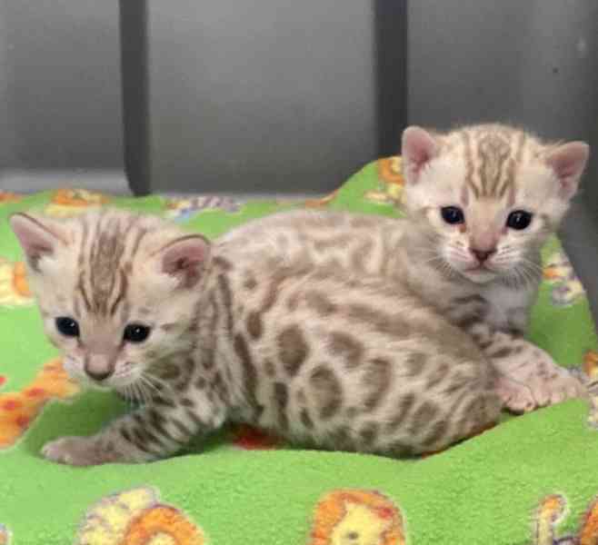 Bengálská kočka - kocourek s PP