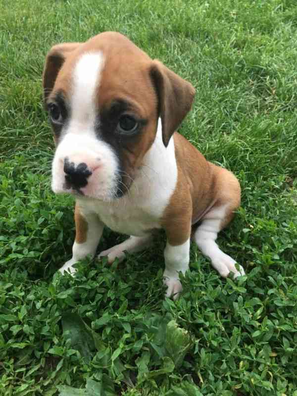 Štěňata boxera k adopci zdarma nyní s pp   - foto 1