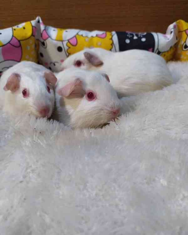 Rozkošná americká morčata k adopci. - foto 2