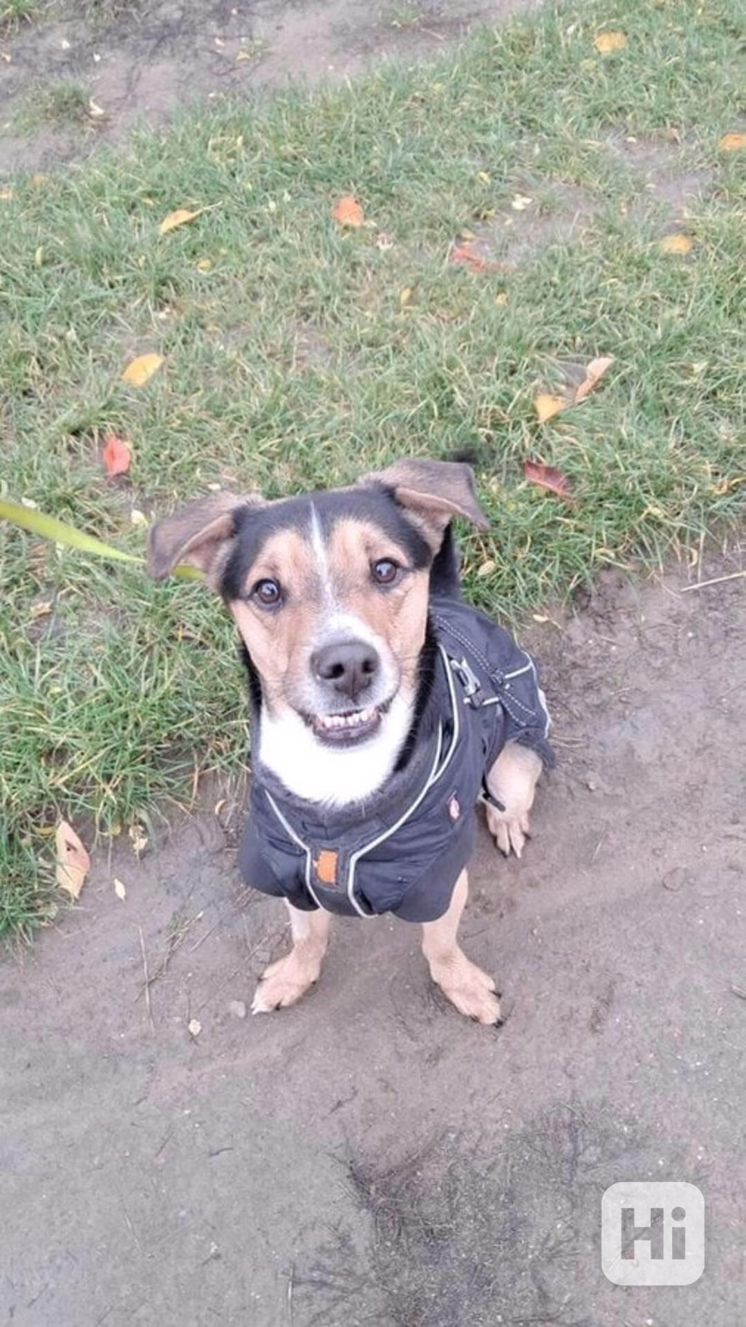 Gouss z útulku Voříškov - foto 1