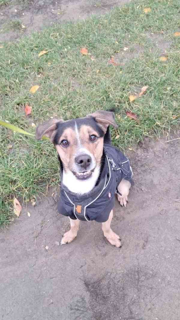 Gouss z útulku Voříškov - foto 1