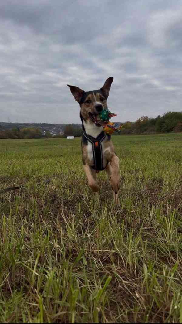 Gouss z útulku Voříškov - foto 2