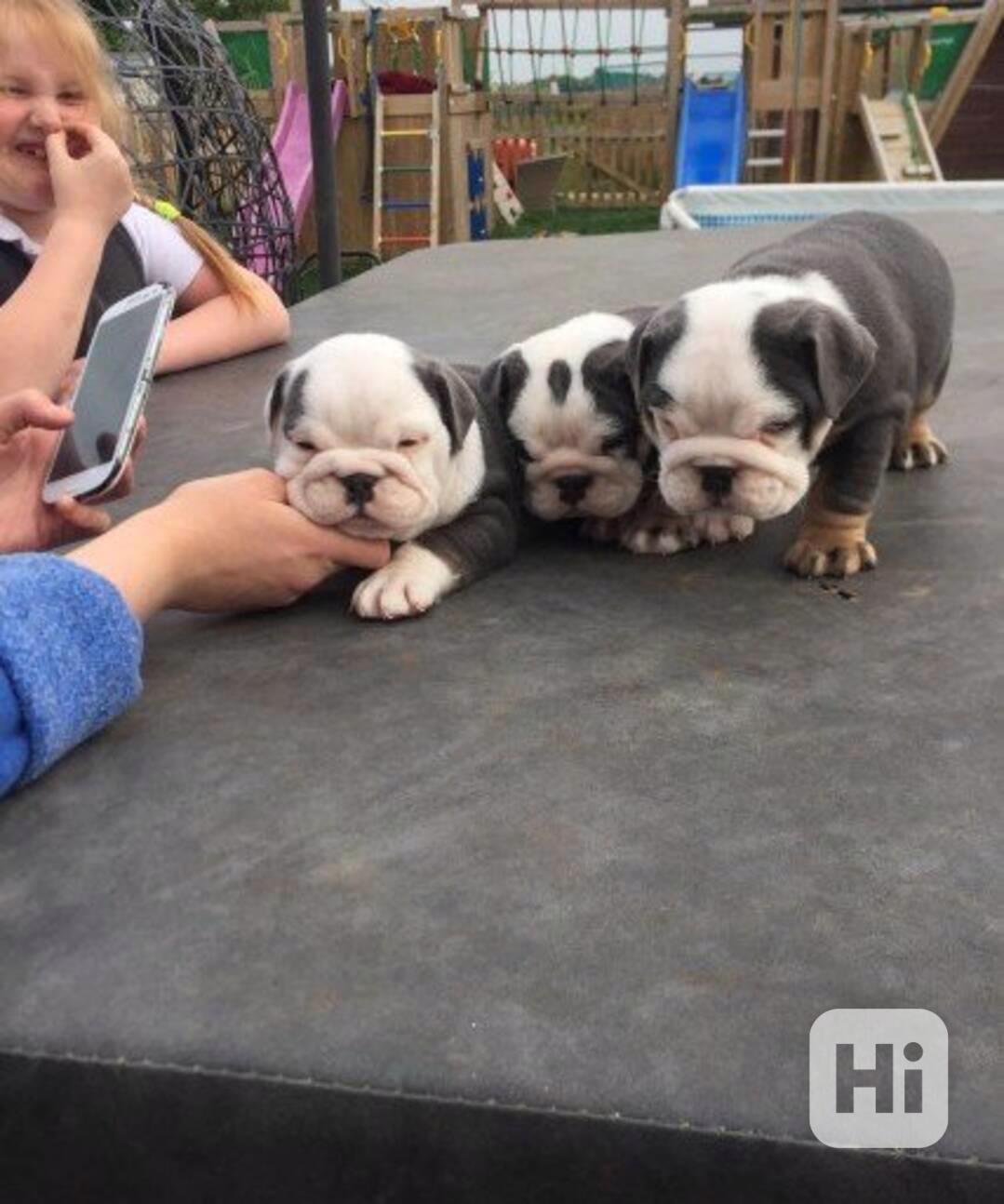 štěňata anglického buldoka k adopci - foto 1