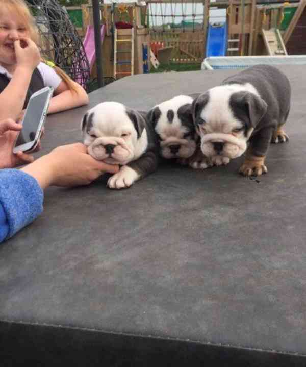 štěňata anglického buldoka k adopci