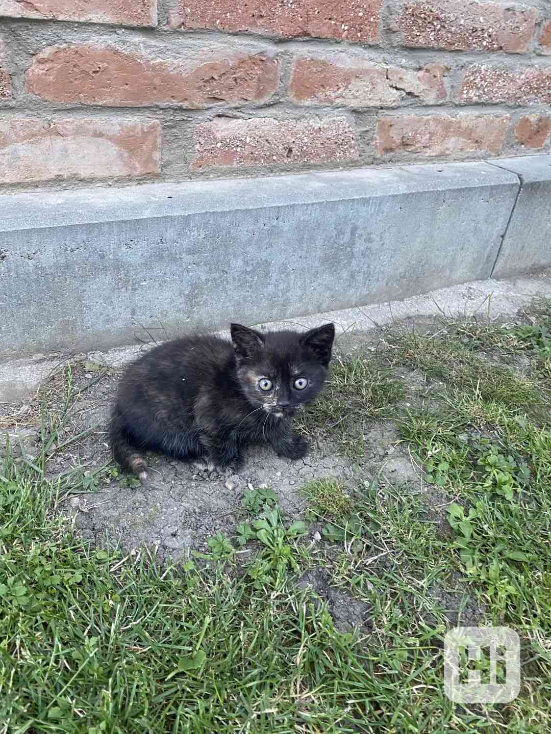 Koťátko - foto 1