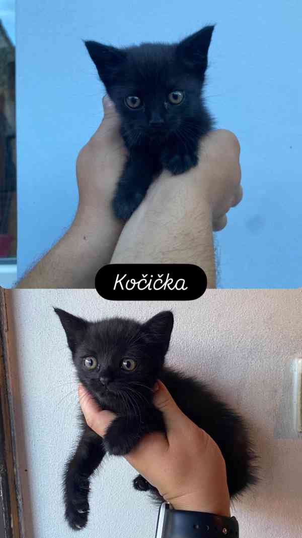 Koťátko - foto 2