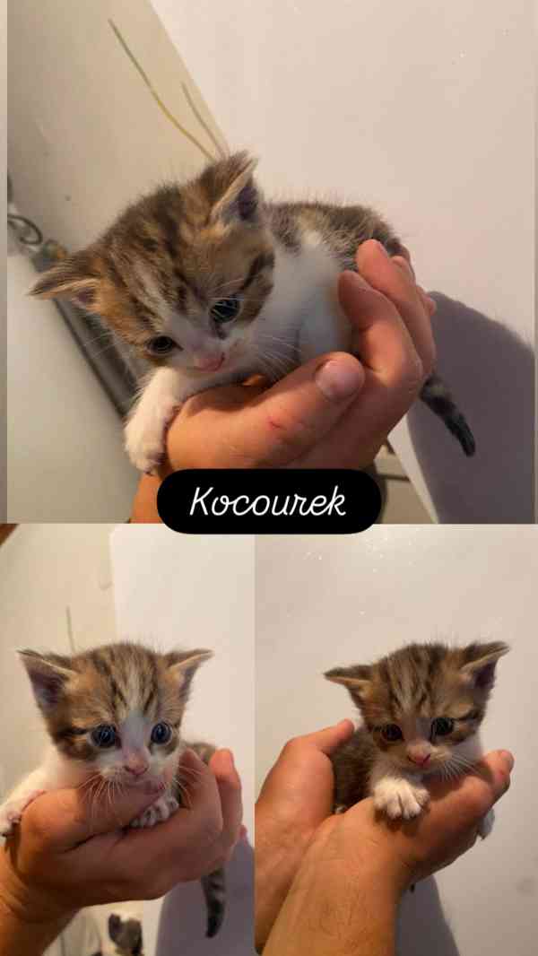 Koťátko - foto 5