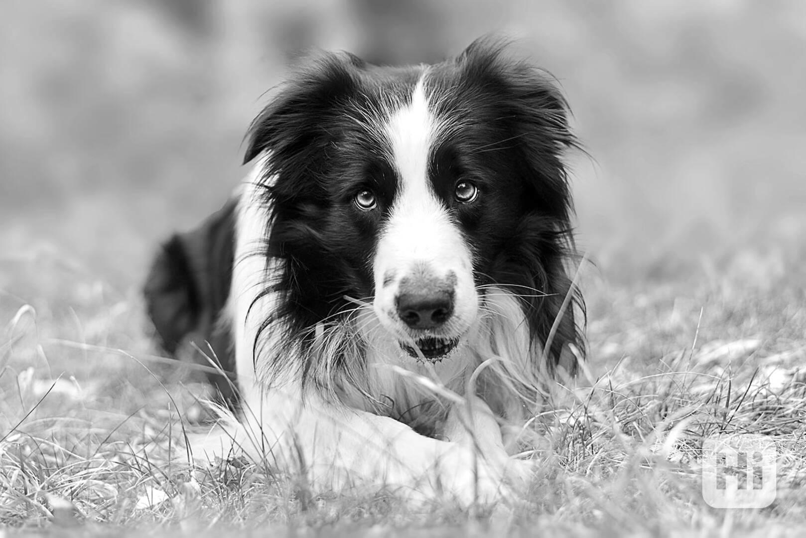 Hledá se nevěsta  Nabízím ke krytí pejska Border kolii s PP - foto 1
