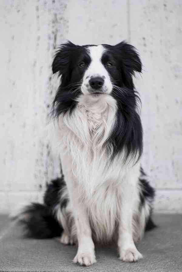 Hledá se nevěsta  Nabízím ke krytí pejska Border kolii s PP - foto 5