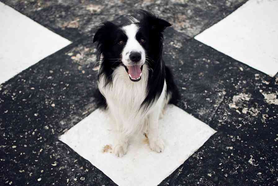 Hledá se nevěsta  Nabízím ke krytí pejska Border kolii s PP - foto 2
