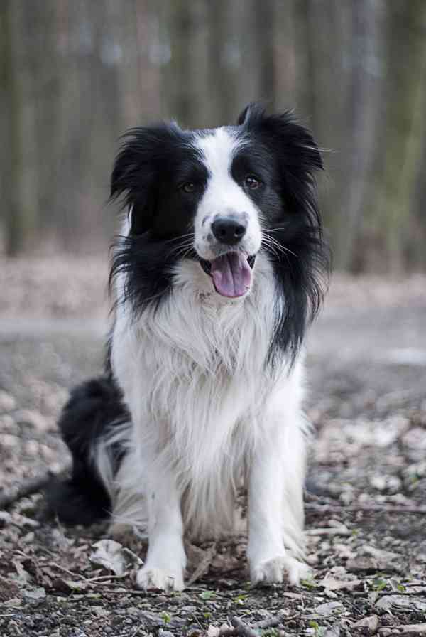 Hledá se nevěsta  Nabízím ke krytí pejska Border kolii s PP - foto 4