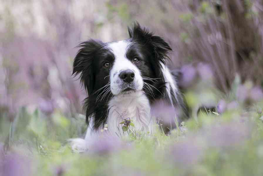 Hledá se nevěsta  Nabízím ke krytí pejska Border kolii s PP - foto 3