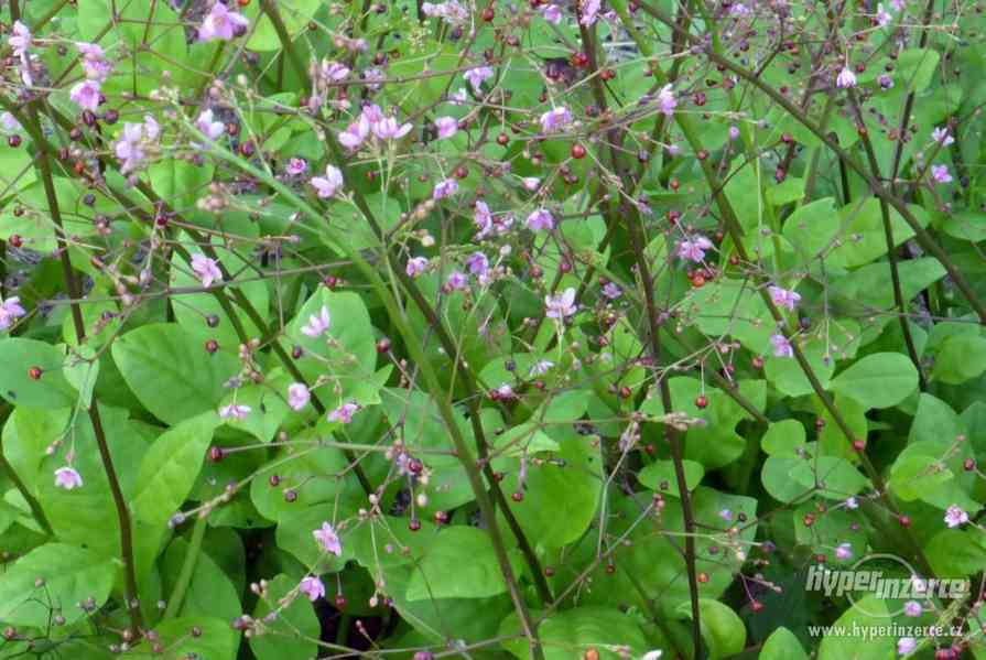 Šrucha latnatá - Talinum paniculatum - Semena - 0,2g