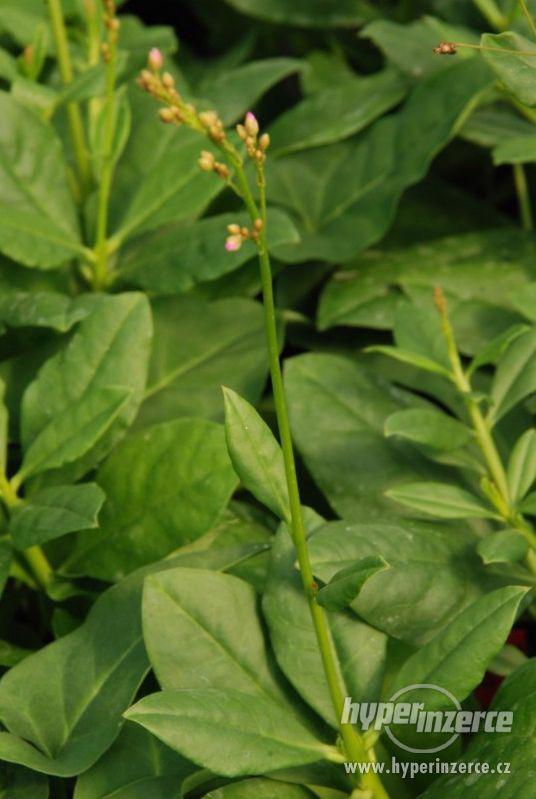 Šrucha latnatá - Talinum paniculatum - Semena - 0,2g - foto 2