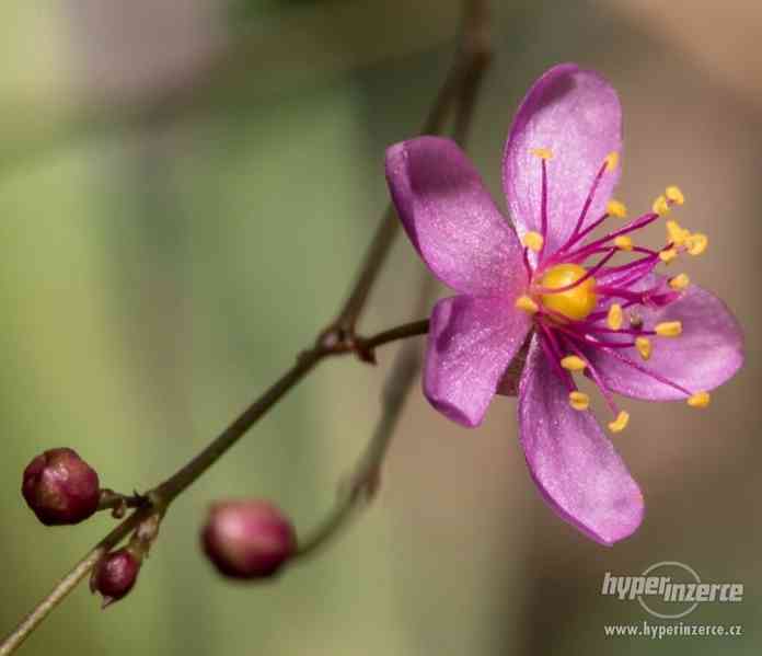 Šrucha latnatá - Talinum paniculatum - Semena - 0,2g - foto 3