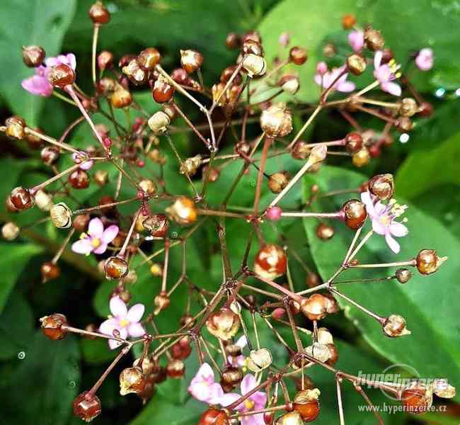 Šrucha latnatá - Talinum paniculatum - Semena - 0,2g - foto 4