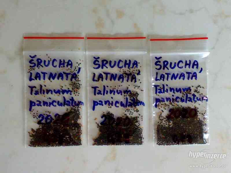 Šrucha latnatá - Talinum paniculatum - Semena - 0,2g - foto 5