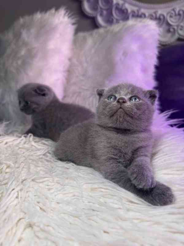 🐱 Úžasná skotská klapouchá kočka a kotě - foto 2
