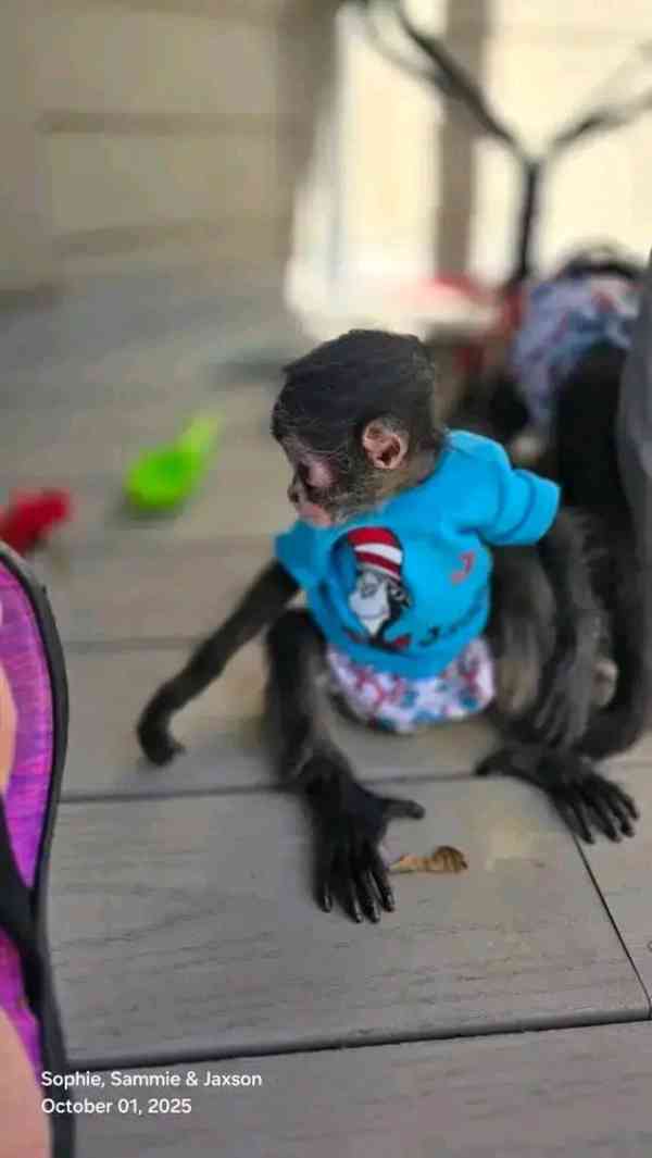 Kapucín hledá nový domov