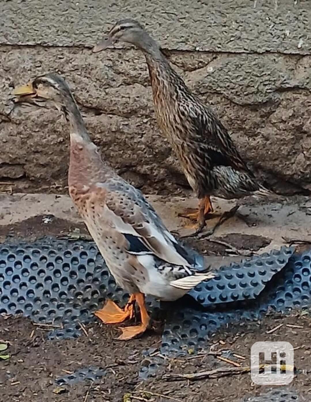 Prodej indických běžců - foto 1