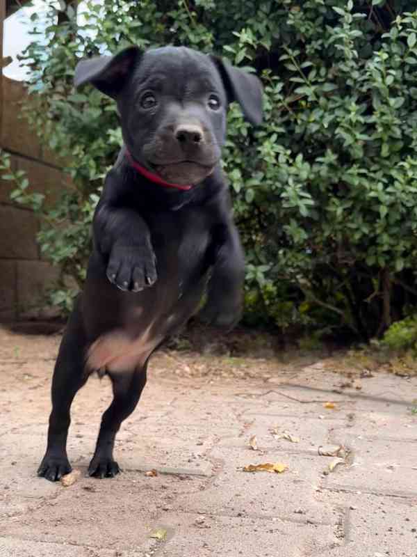 Patterdale teriér s PP - foto 1
