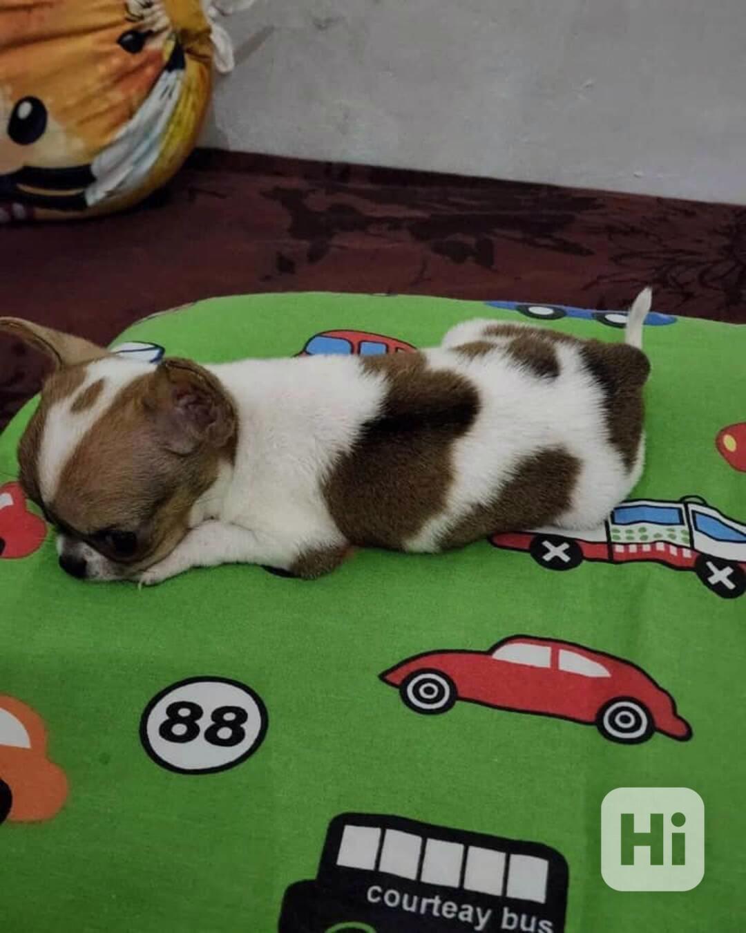 💎 Elegantní štěňátko čivavy hledá svůj navždy domov 🏡 - foto 1