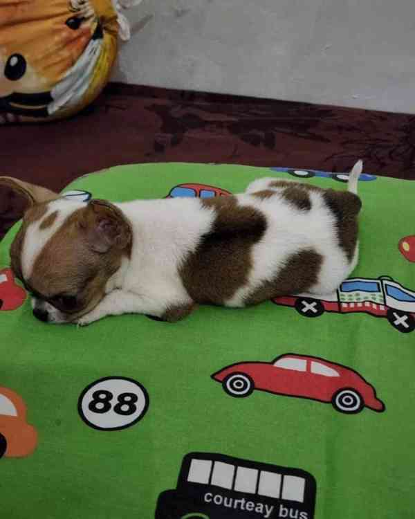 💎 Elegantní štěňátko čivavy hledá svůj navždy domov 🏡 - foto 1