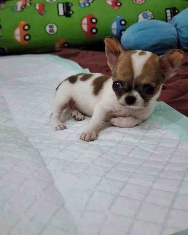 💎 Elegantní štěňátko čivavy hledá svůj navždy domov 🏡 - foto 3