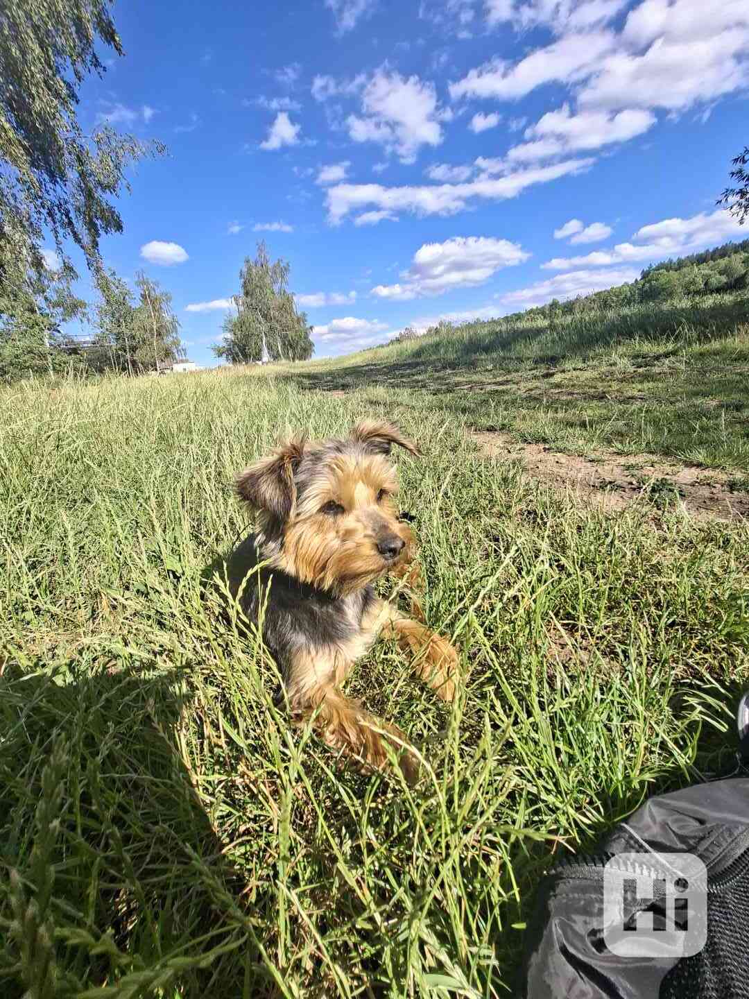 Nabízím venčení psů Nebahovy - foto 1
