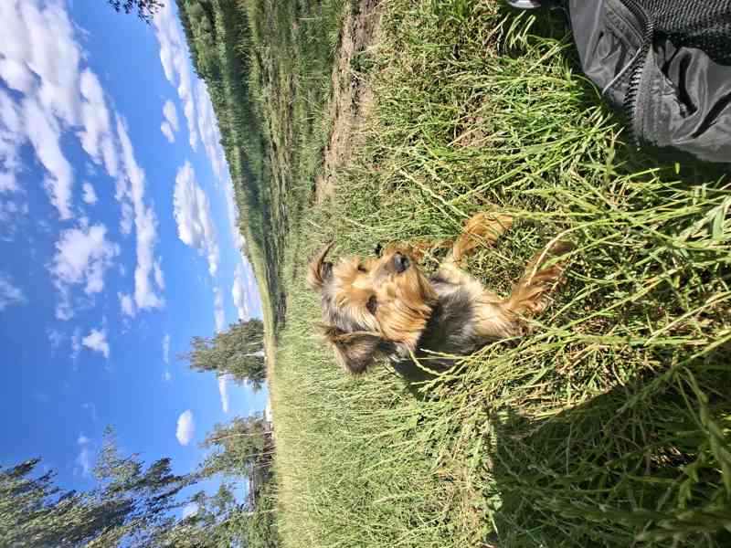 Nabízím venčení psů Nebahovy