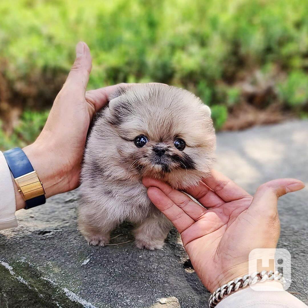 Krásná štěňata pomeranianů hledají nové domovy  - foto 1