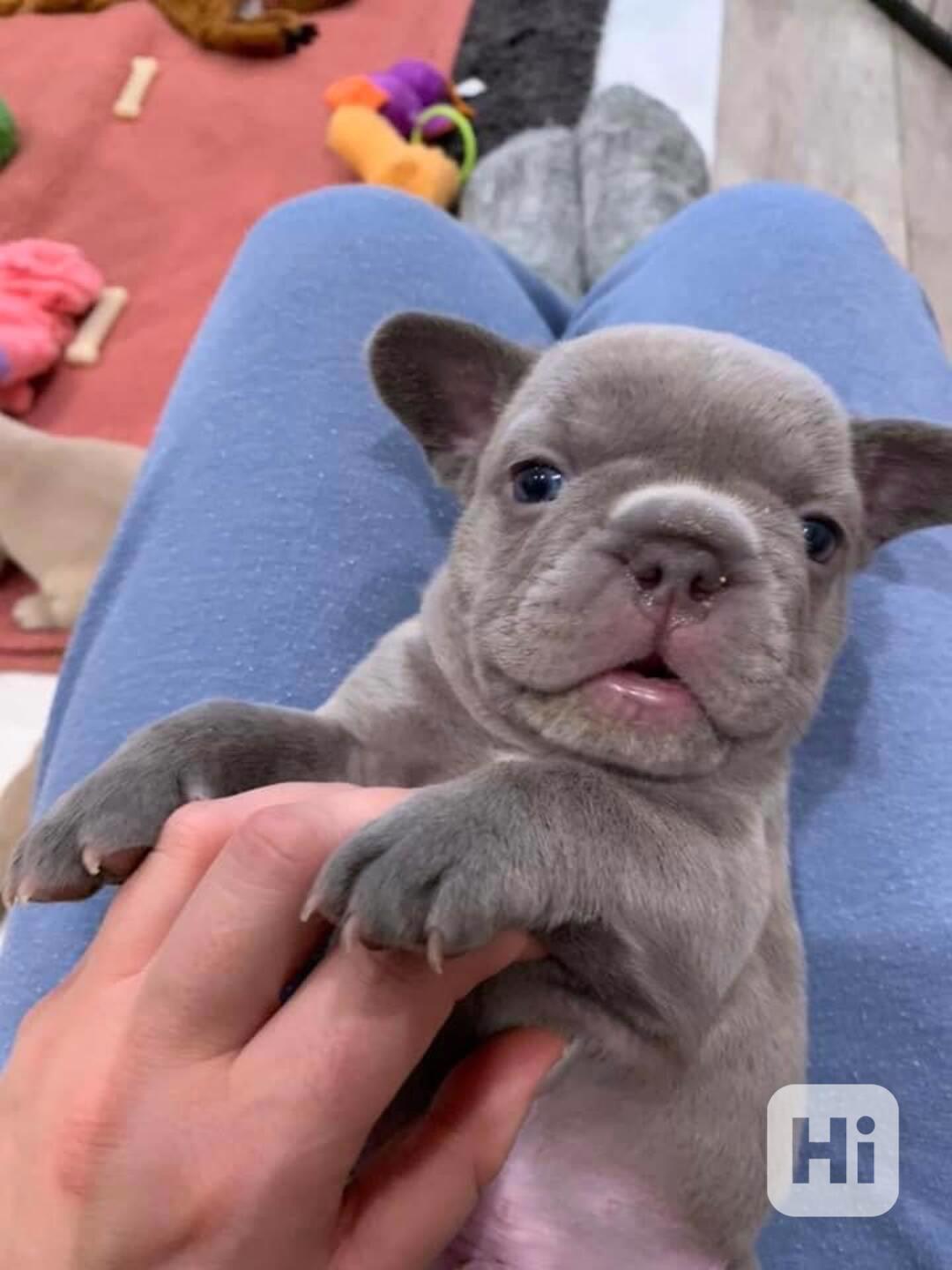 Francouzský buldoček - foto 1