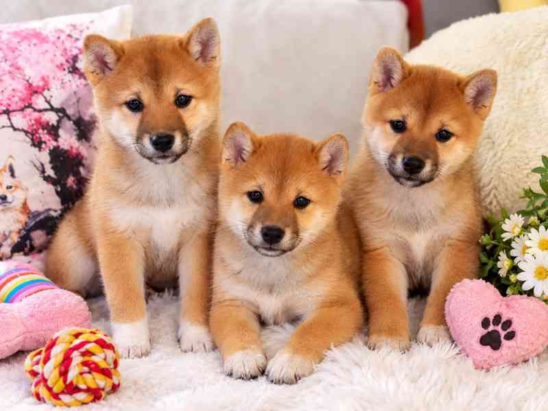 Shiba Inu  - foto 1
